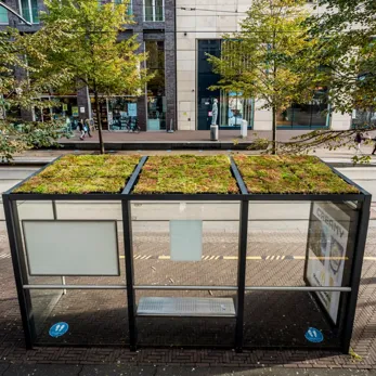 Groen bushokje voorzien van Sedumdak bij het Gemeentehuis Den Haag Groen bushokje voorzien van Sedumdak bij het Gemeentehuis Den Haag