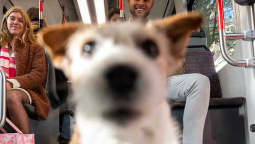 Reiziger met hond in tram HTM reiziger met hond in HTM tram